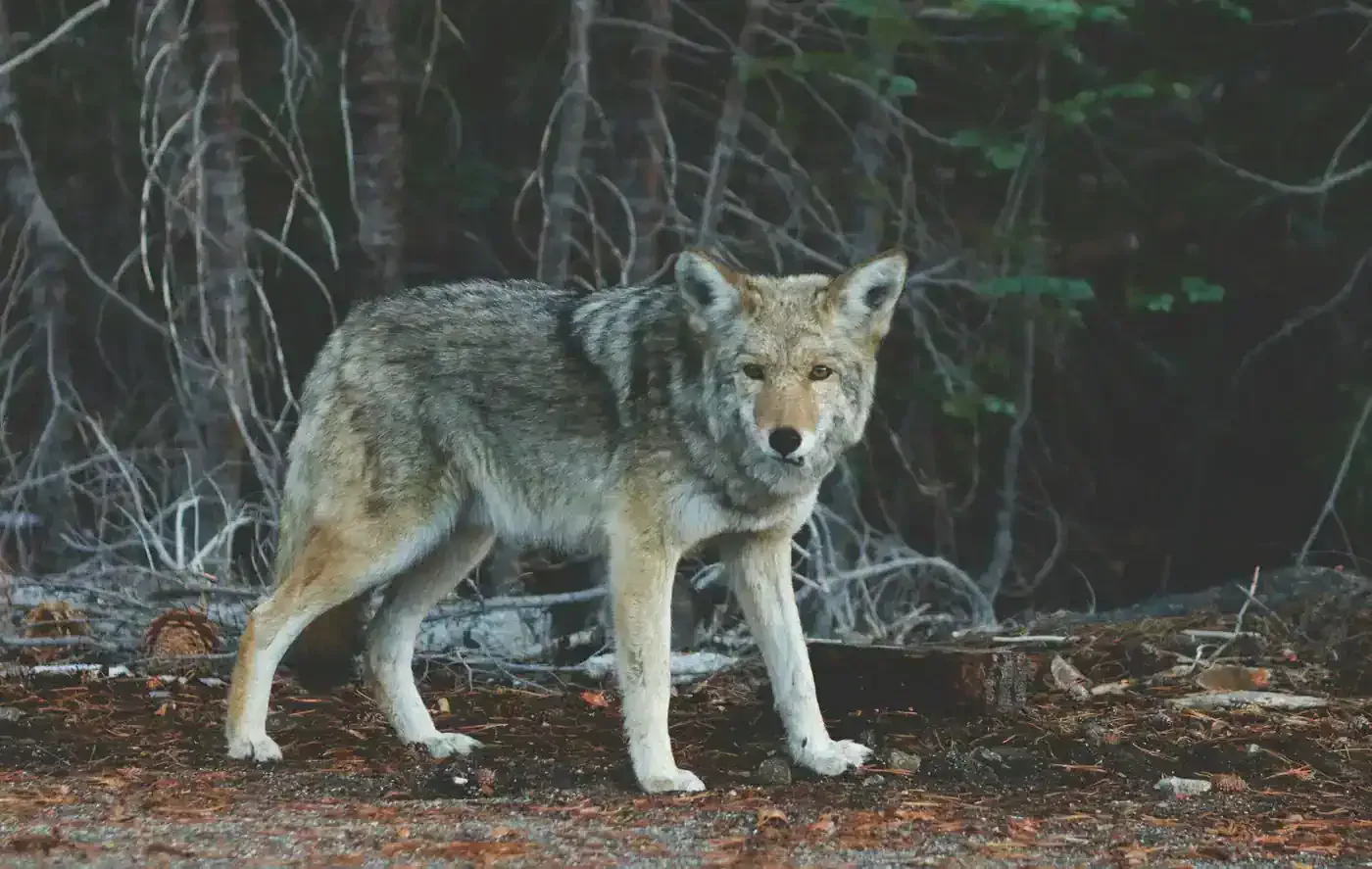 Dismantling the alpha dog myth