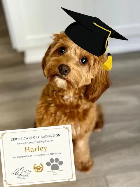 A cute brown dog wearing a graduation cap, holding a certificate of graduation in its mouth.