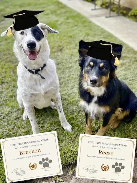 Two dogs wearing graduation caps sitting on grass near their graduation certificates.