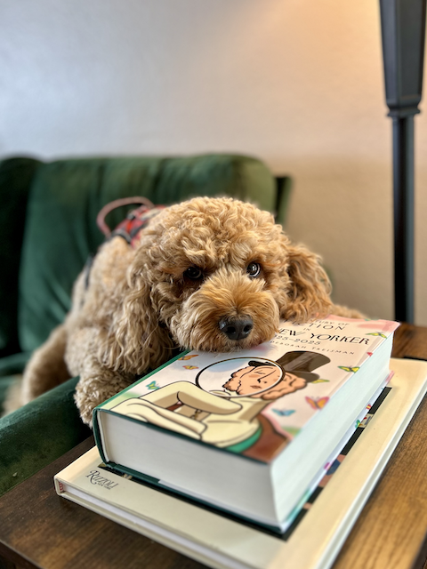 one of Give a sit dog training puppy prep graduates