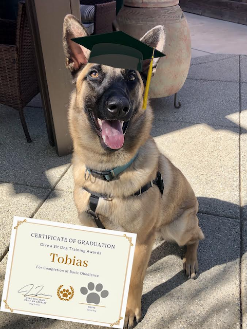 A happy Belgian Malinois dog named Tobias wearing a black harness and a graduation cap sitting outdoors on a patio, with a certificate of graduation in front of it.