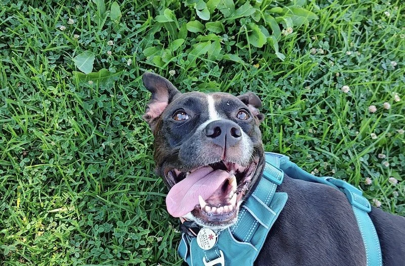 A client of Give a Sit Dog Training happily rolling in grass
