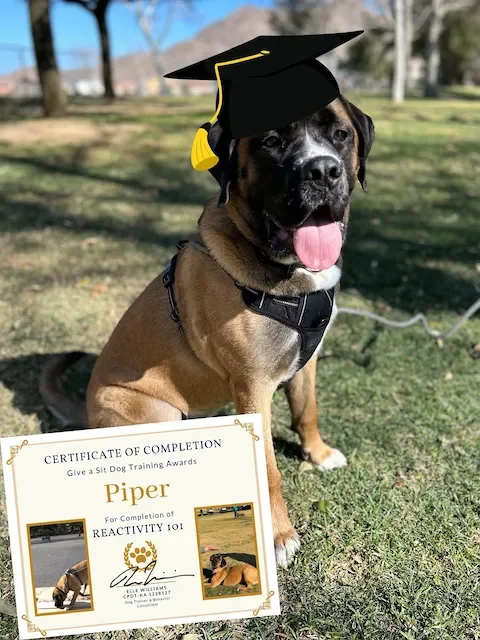 Dog wearing graduation cap sitting on grass with a certificate of completion in front and trees in the background.