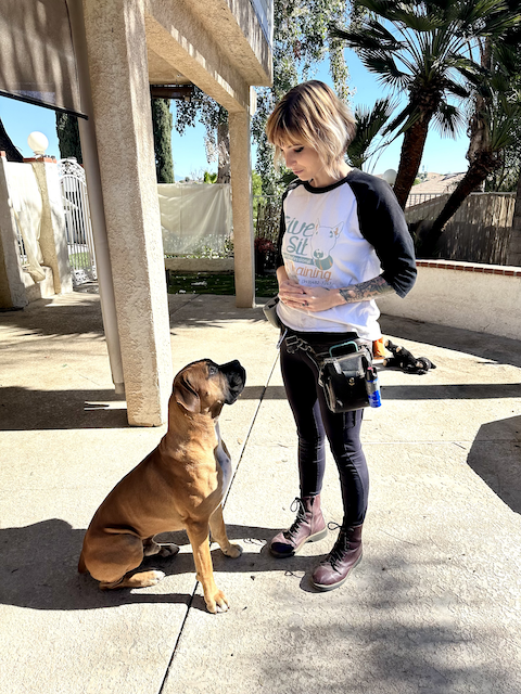 give a sit trainer and a dog student in the behavior modification course