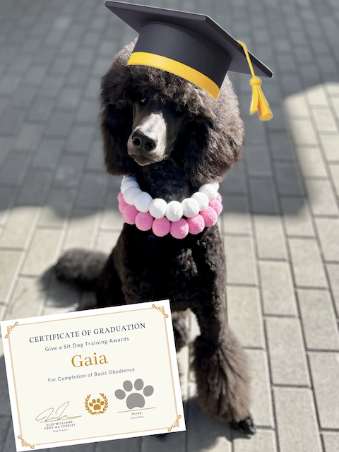 A poodle wearing a black graduation cap with a yellow band and tassel, a pink and white pom-pom collar, sitting on a gray paved surface, holding a certificate of graduation for basic obedience training.