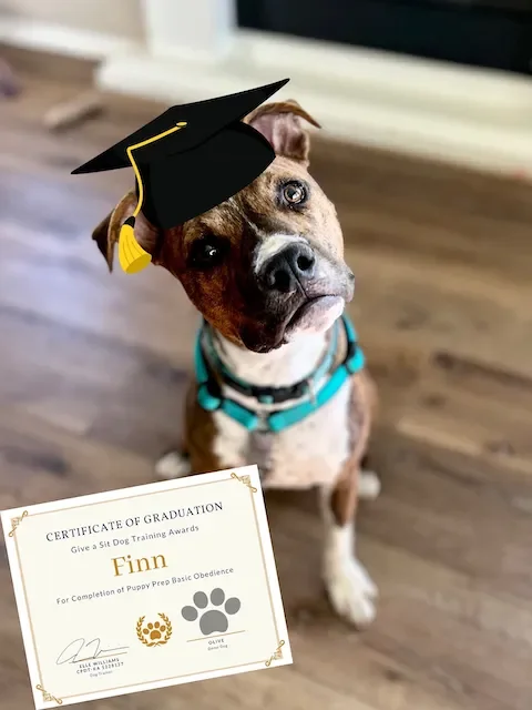 Dog wearing a graduation cap holding a certificate of graduation in its mouth.