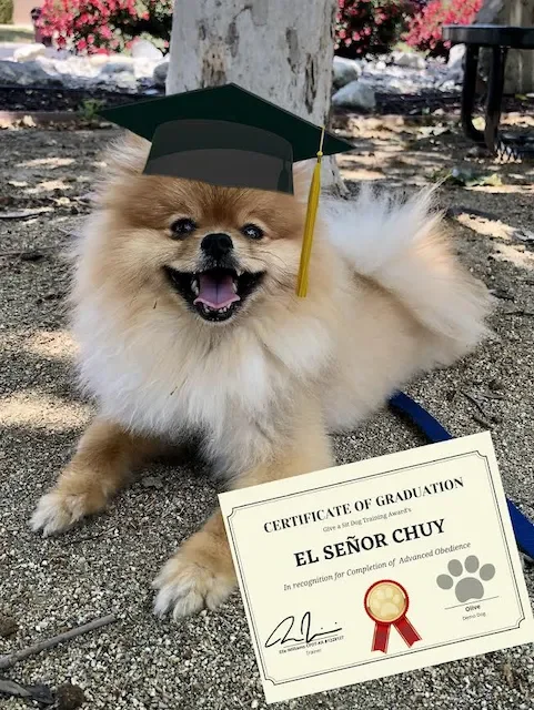A small dog wearing a graduation cap, sitting on the ground with a certificate of graduation in front of it.