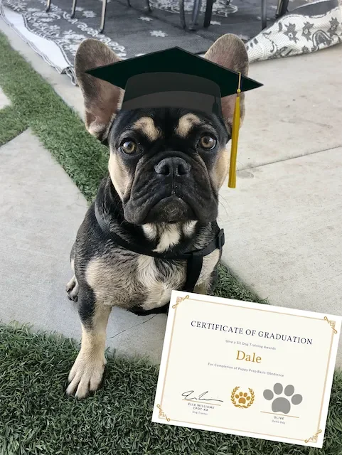 A French Bulldog wearing a graduation cap sitting on the grass next to a certificate of graduation with the name 'Dale' and a paw print logo.
