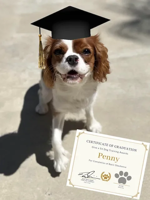 Dog wearing a graduation cap with a certificate of graduation in front of it.