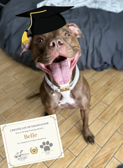 A happy brown and white dog wearing a graduation cap with a yellow tassel, sitting on a wooden floor, holding a graduation certificate in its mouth.
