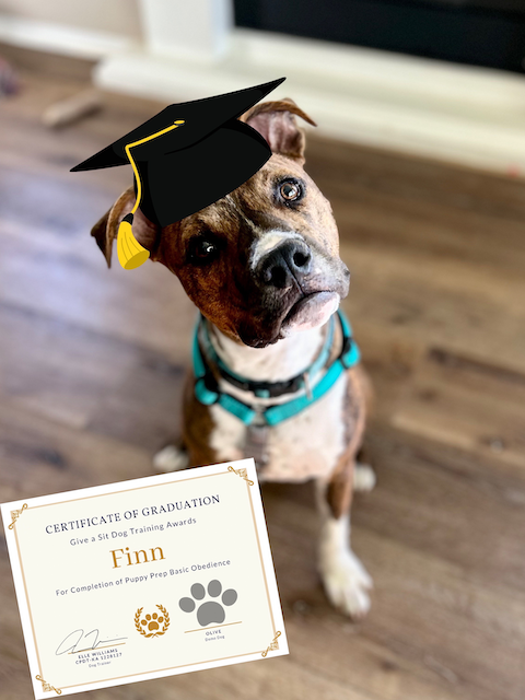 Dog wearing a graduation cap holding a certificate of graduation in its mouth.