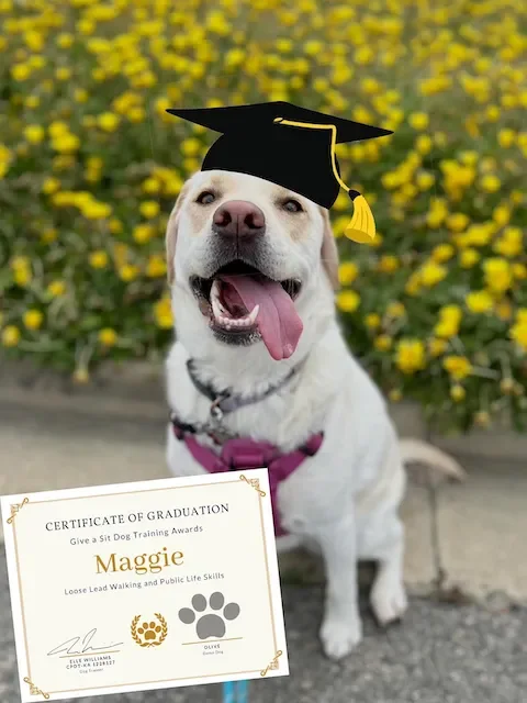 A happy dog wearing a graduation cap with a yellow tassel, holding a certificate of graduation, with yellow flowers in the background.