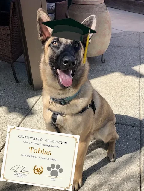 A happy Belgian Malinois dog named Tobias wearing a black harness and a graduation cap sitting outdoors on a patio, with a certificate of graduation in front of it.