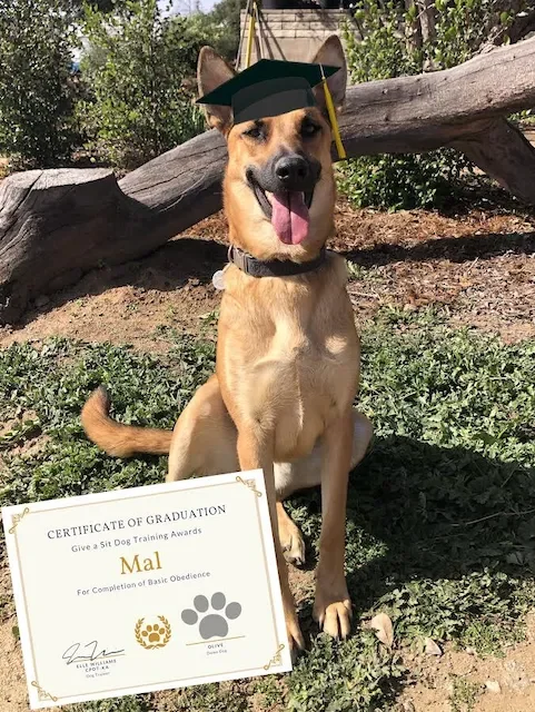 A dog wearing a graduation cap with a tassel, sitting outdoors on grass with a fallen tree in the background, holding a certificate that reads 'Certificate of Graduation, Give a Sit Dog Training Awards, Mal for Completion of Basic Obedience.'