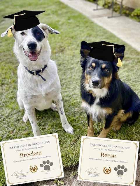 Two dogs wearing graduation caps sitting on grass near their graduation certificates.