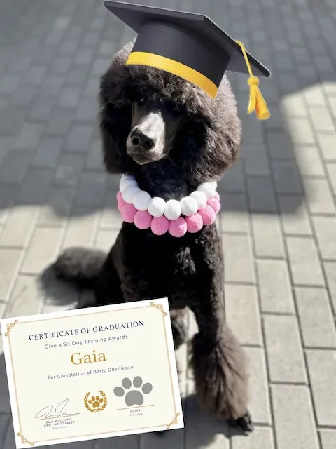 A poodle wearing a black graduation cap with a yellow band and tassel, a pink and white pom-pom collar, sitting on a gray paved surface, holding a certificate of graduation for basic obedience training.