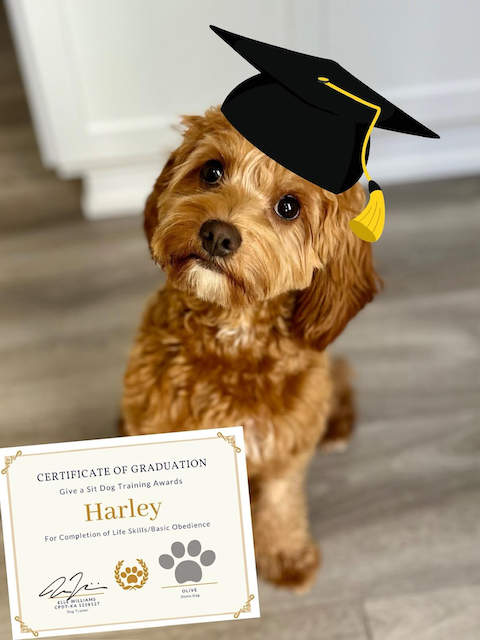 A cute brown dog wearing a graduation cap, holding a certificate of graduation in its mouth.