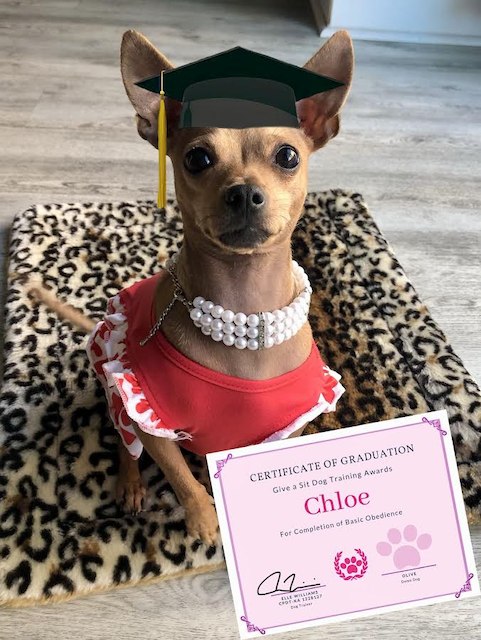 Dog wearing a black graduation cap with a yellow tassel, a red dress with white ruffles, a pearl necklace, sitting on a leopard print blanket, holding a diploma that reads 'Certificate of Graduation' for Chloe, with a pink paw print design.