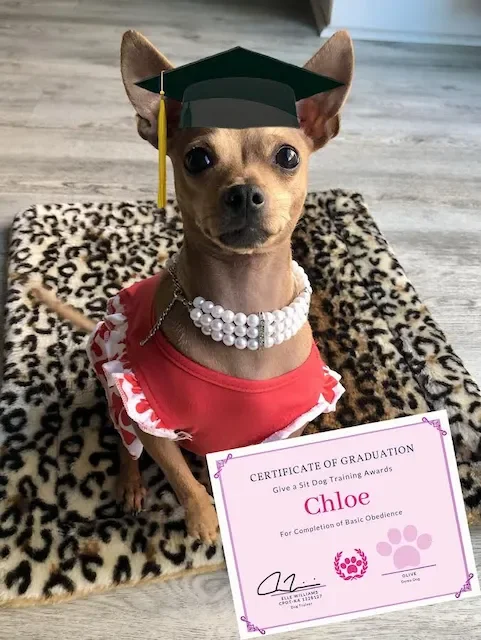Dog wearing a black graduation cap with a yellow tassel, a red dress with white ruffles, a pearl necklace, sitting on a leopard print blanket, holding a diploma that reads 'Certificate of Graduation' for Chloe, with a pink paw print design.