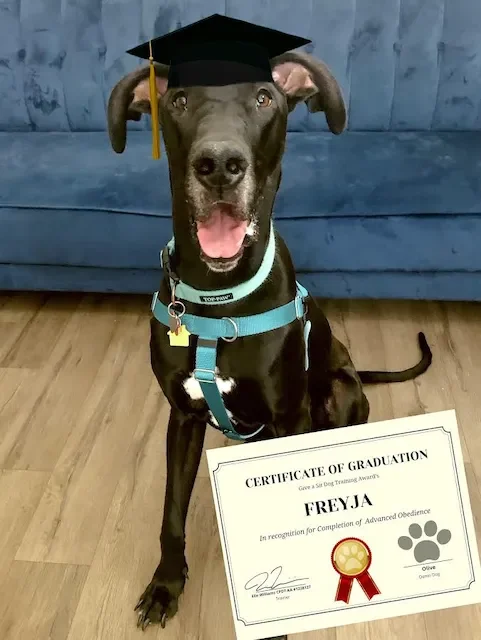 Dog wearing a graduation cap and blue harness, sitting next to a certificate of graduation on the floor. The certificate recognizes Freyja for advanced obedience training.