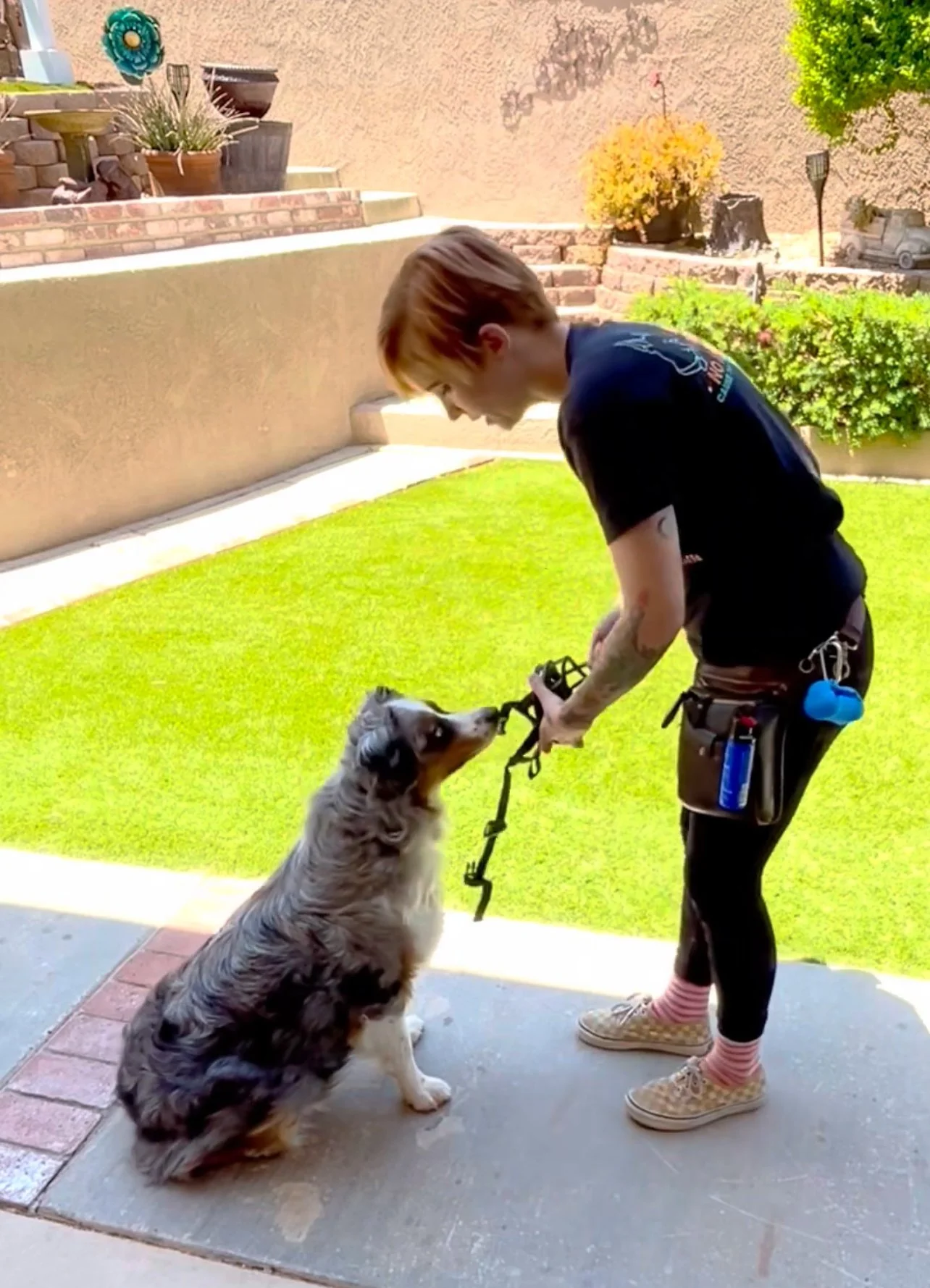 Aggressive Dog Training