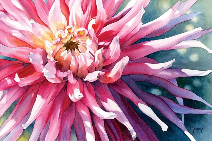 A beautiful watercolor painting of a Dahlia by renowned floral artist Marney Ward in hues of pink and purple..
