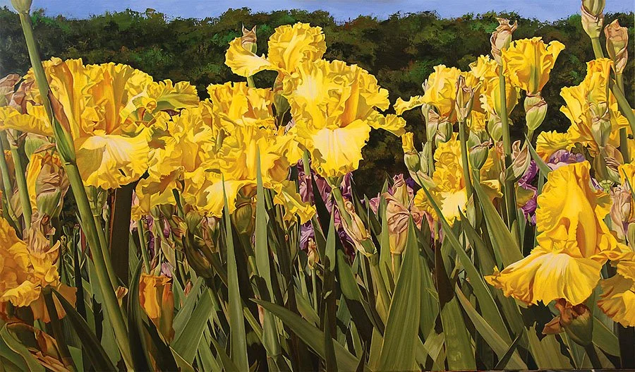 Oil painting by Cathryne Trachok titled 'Compliments' featuring a dense, vibrant field of yellow bearded iris flowers with ruffled petals and golden orange accents.