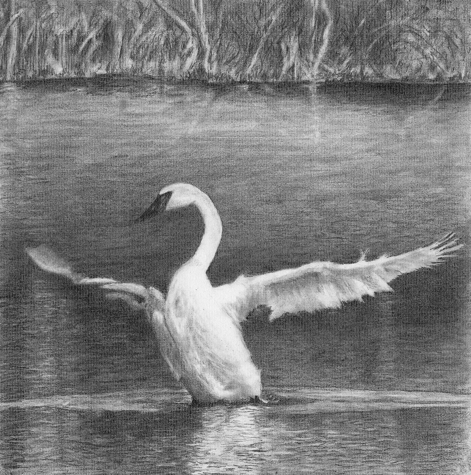 Nancy R. Chalut
Ginger Rogers, graphite