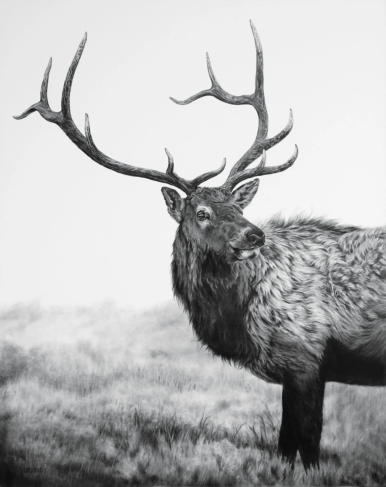 Charcoal and graphite drawing titled "Portrait of an Elk" by Crystal Orlando, featuring a close-up profile of an elk with prominent, detailed antlers.