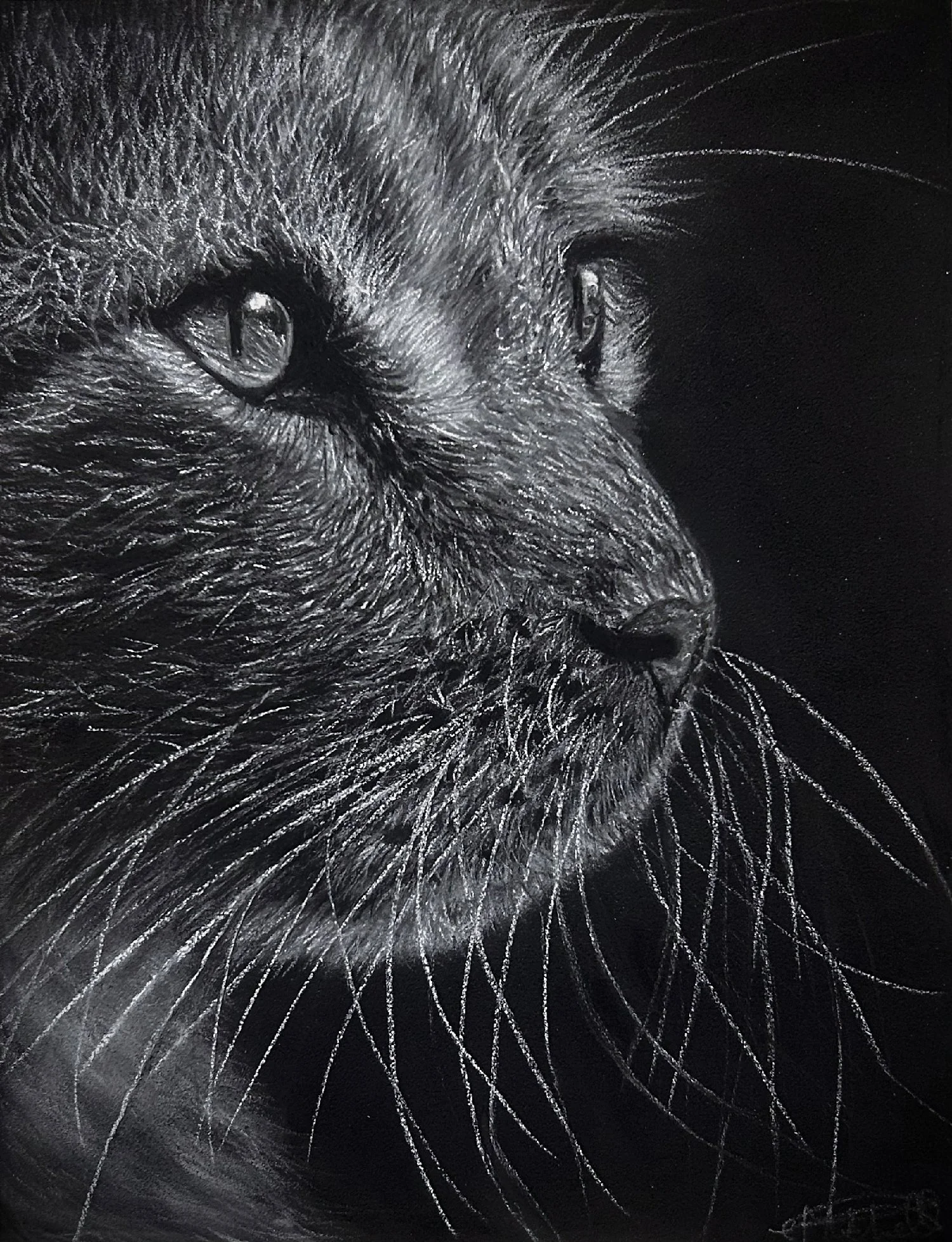 Eilidh Mitchell 
Shadows and Whiskers, pastel