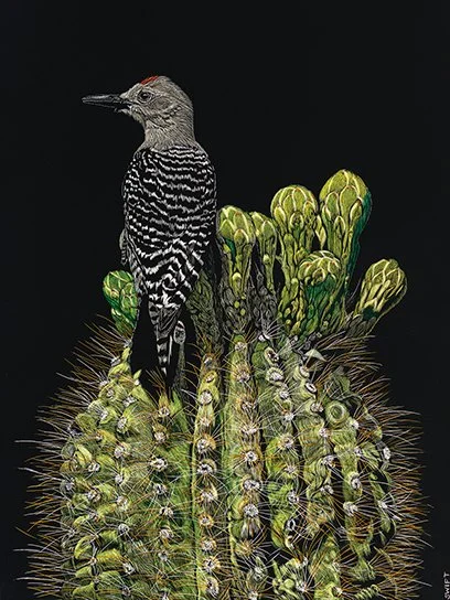 Sonja Jones, "Almost in Bloom," scratchboard