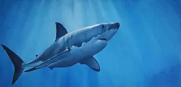 Jacqui Keseluk, "Great White," oil