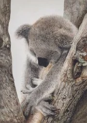 Special Merit: Sharon Moseley
"Sleeping Koala," colored pencil