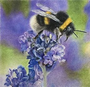 Bumblebee on blue flowers with blurred background