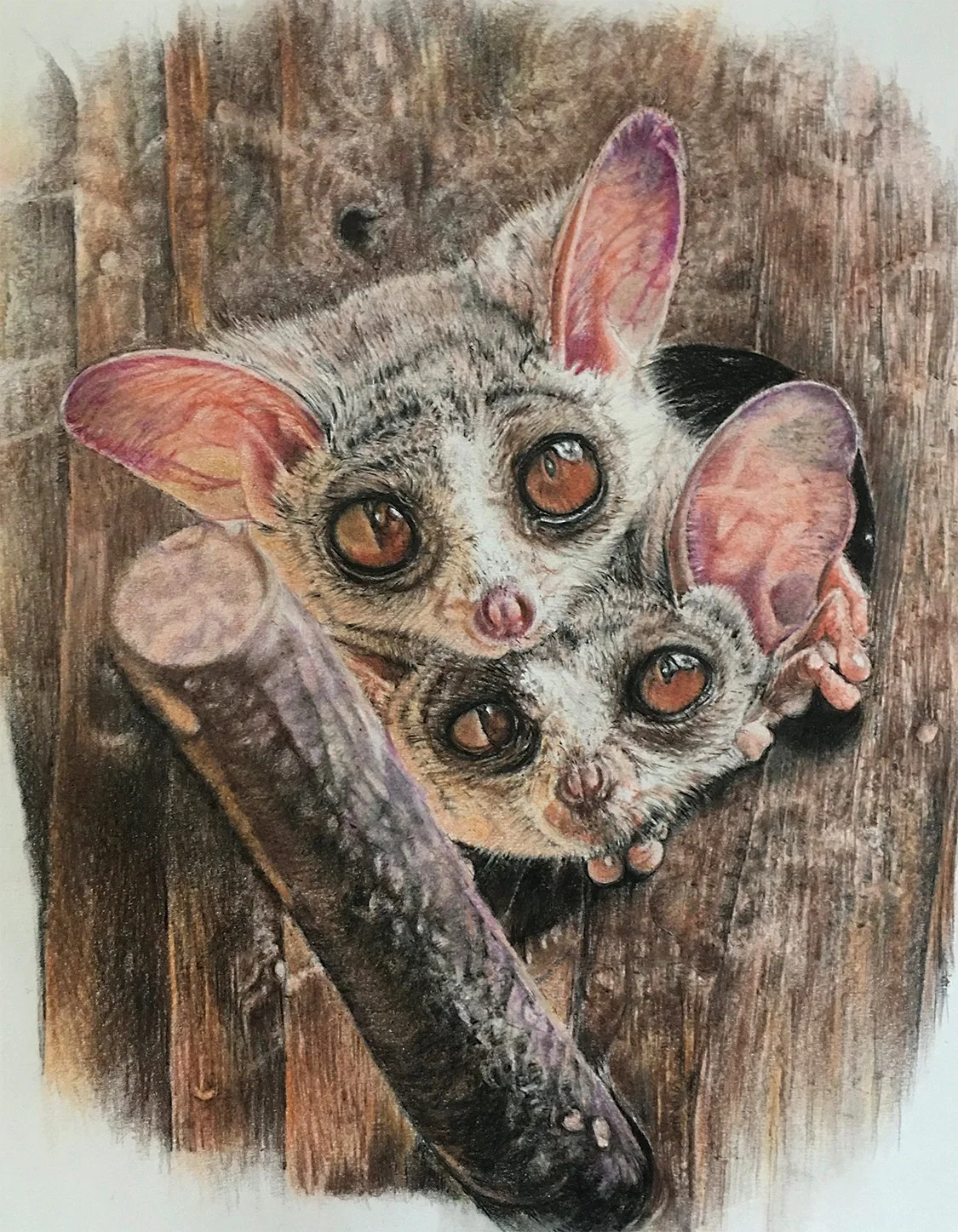 Helen Turkdogan
Mischievous, colored pencil