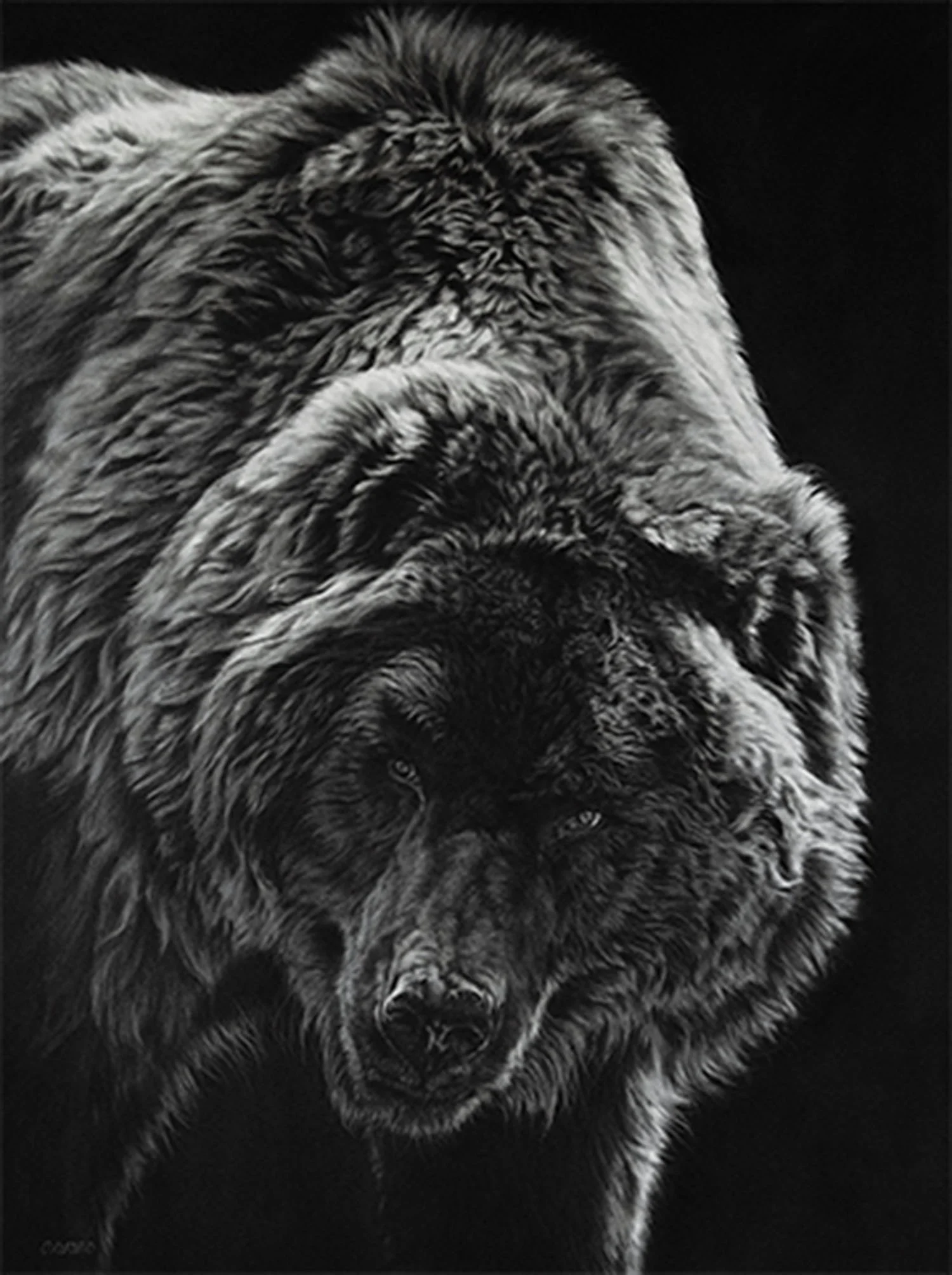 An impressive charcoal drawing of a grizzly bear by artist Crystal Orlando against a black background