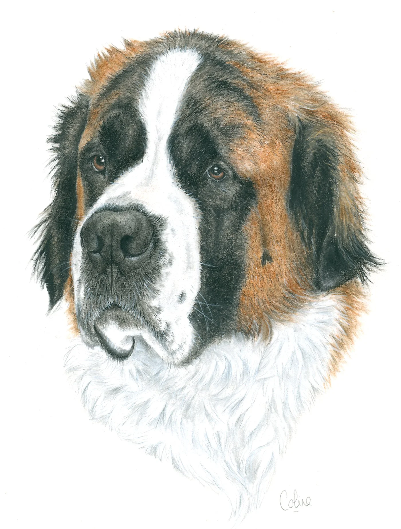 Coline Haxaire
Benny's portrait, pastel