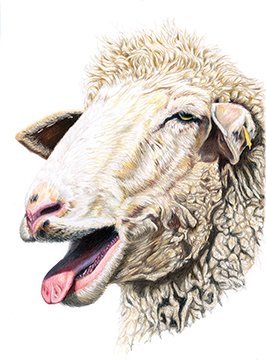 Ann Wallace
Bleating Sheep, colored pencil
