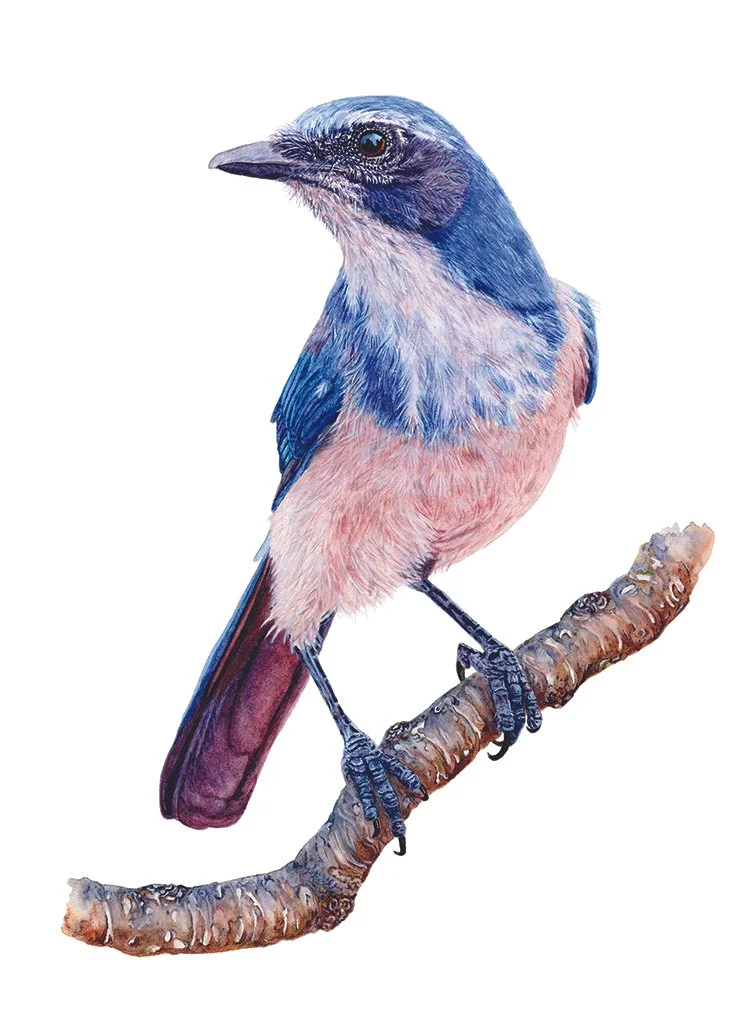 Artistic Recognition: Sue Mohagen
"Scrub Jay Clever in Thought," watercolor
