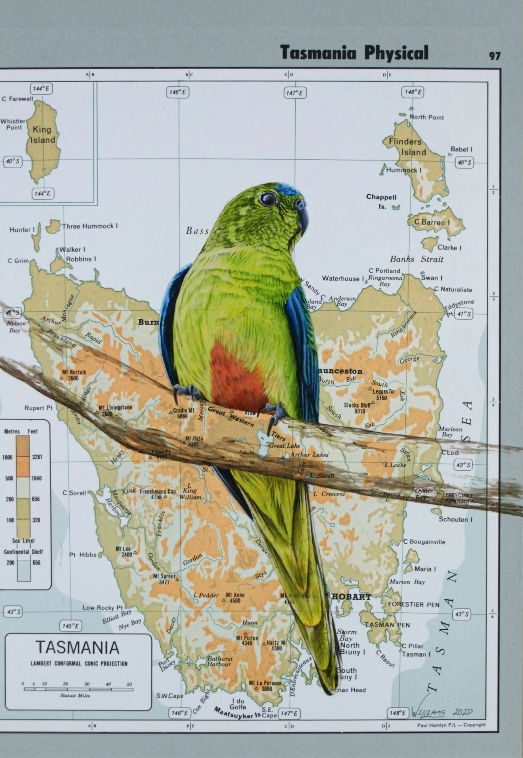 Craig Williams
Orange Bellied Parrot, acrylic