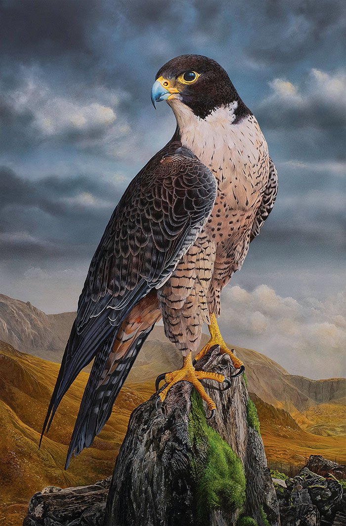 Acrylic painting by Greg Oakley of a Peregrine Falcon with detailed gray and white plumage perched on a mossy rock overlooking a mountain landscape.