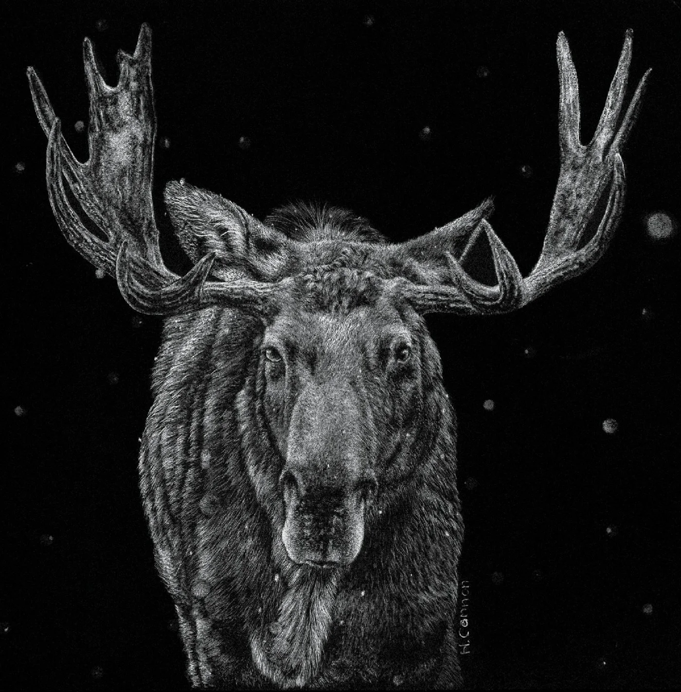 Holly Cannon
Winter Moose, scratchboard