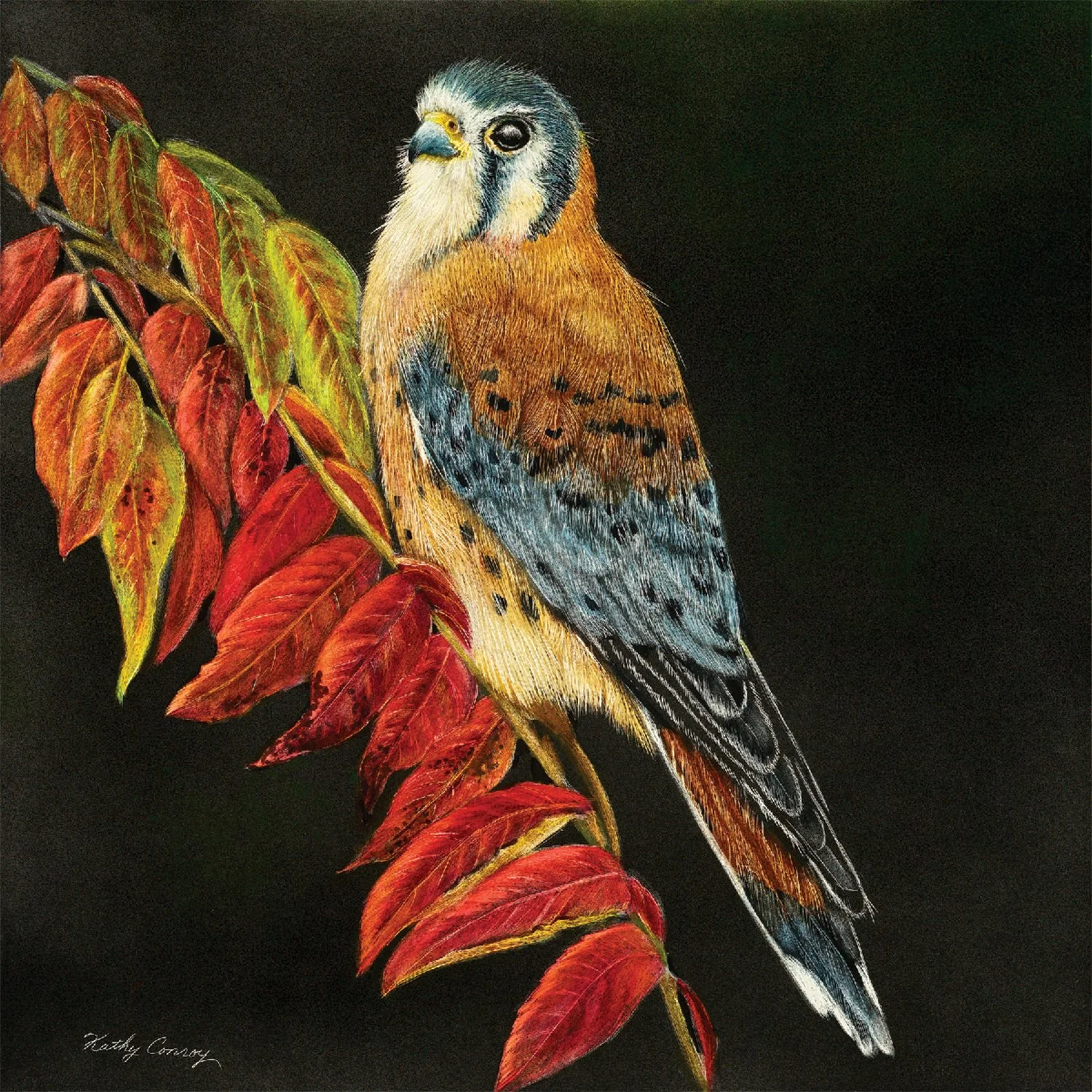Kathy Conroy
Fall Kestrel, scratchboard and ink