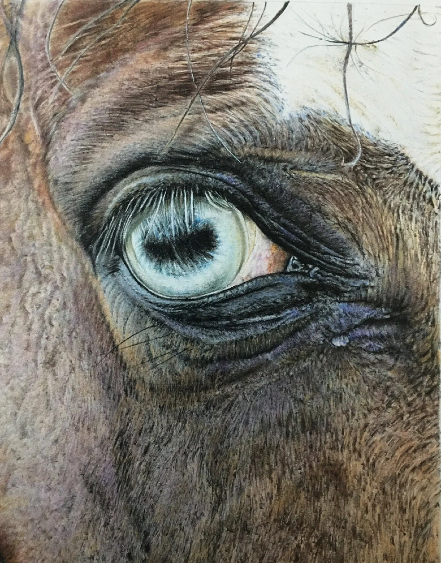 Helen Turkdogan 
Observation, colored pencil