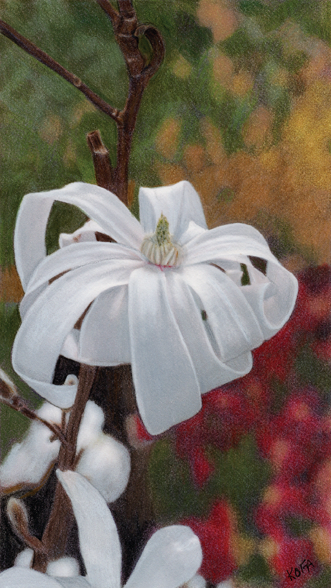 Krista Oremus
Magnolia In Repose, 
colored pencil