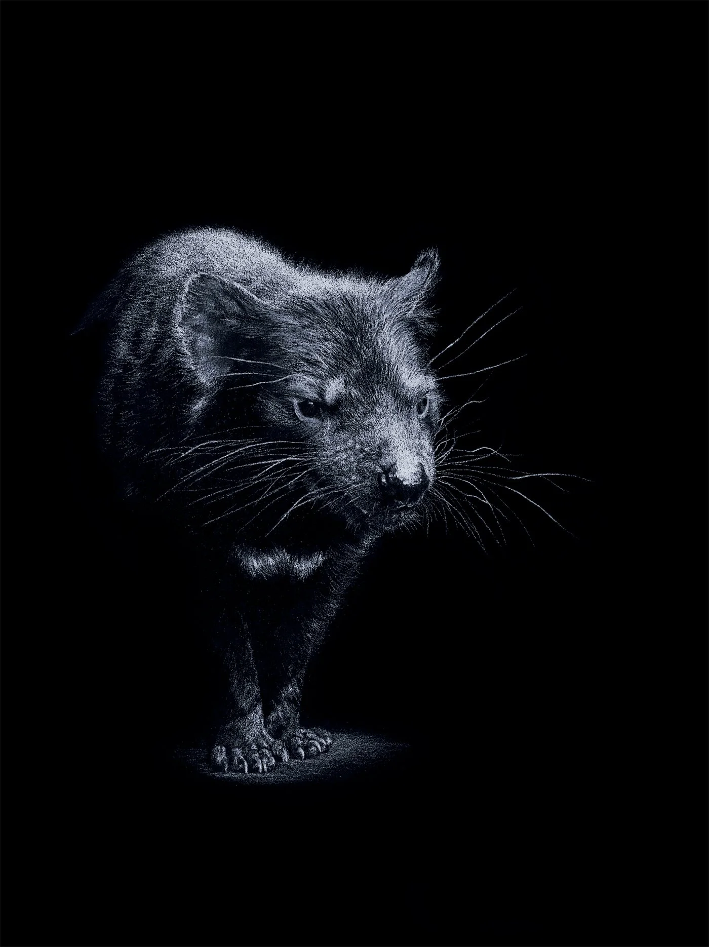 Rachel Harris
Into the Light (Tasmanian devil),
colored pencil