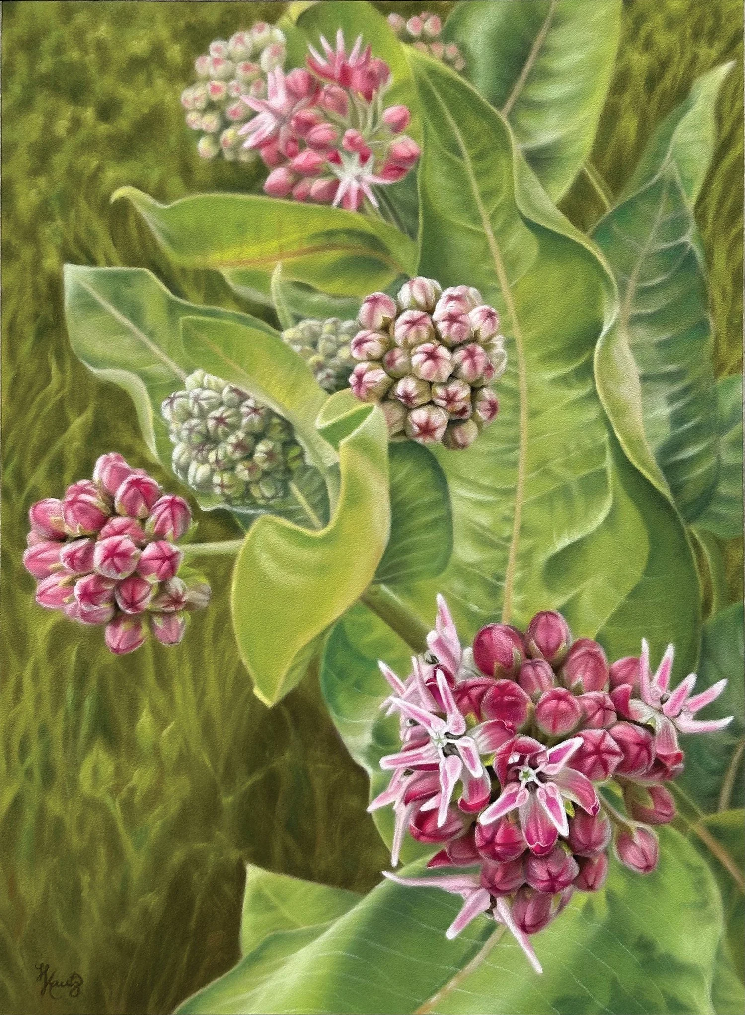 Heathyrre Kautz
Blossoming Showy Milkweeds, pastel
