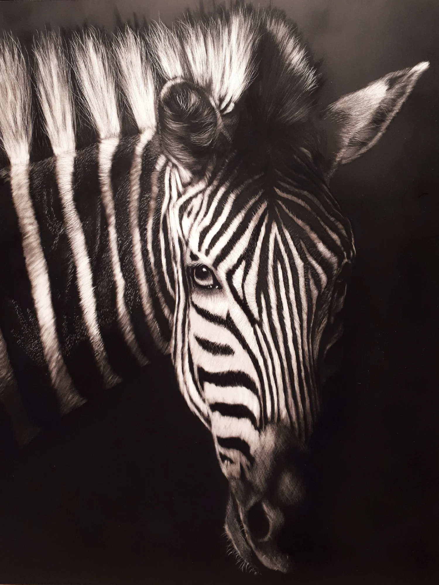 Robyn Bromham
Mbizi, scratchboard