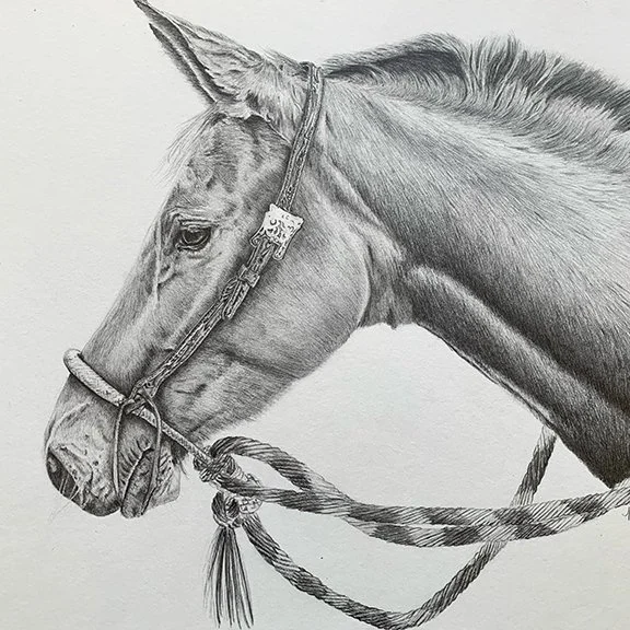 Michelle Rapley, "Kitty," graphite
