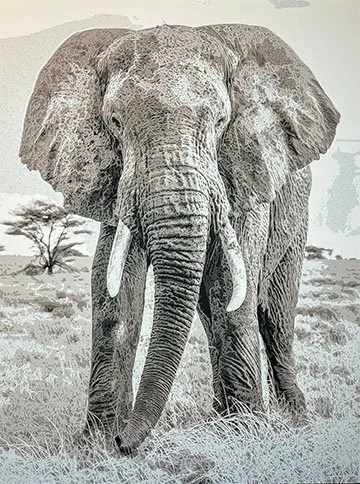 A hand-cut black and white image of an African Elephant by U.K. artist Sarah Lake